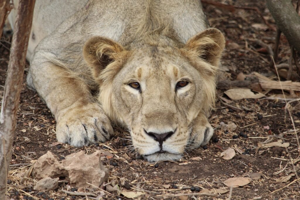 Asiatic Lion Gir National Park Safari
