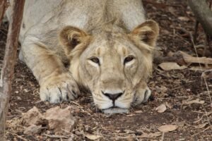 Asiatic Lion Gir National Park Safari